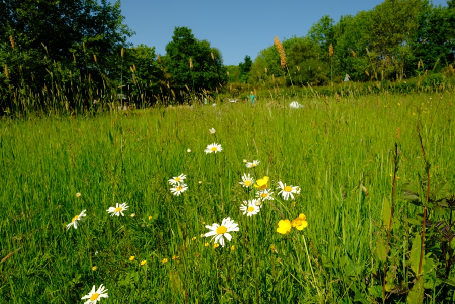 The field